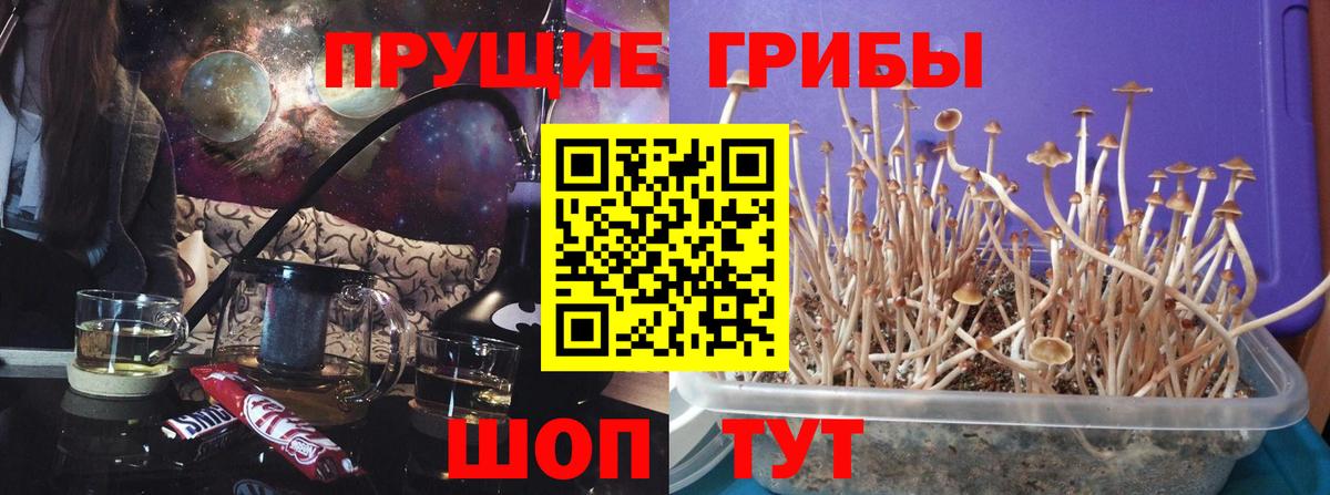 где купить   Псилоцибиновые грибы Cubensis  Вход с VPN  Галлюциногенные грибы мицелий  Холмск 